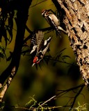 Woodpeckers
