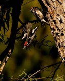 Red-Naped Sapsuckers