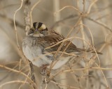 Sparrows and Towhees