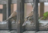 Two Sparrows.