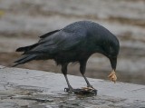 Crow eating mussels for lunch.