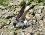 House Martin collecting mud to build a nest.