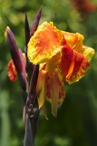 Canna Lily