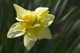 Doublett Daffodil