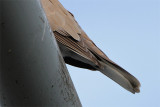 Tourterelle-1.jpg