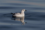 Guillemot a miroir-1.jpg