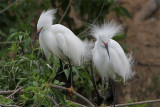 Aigrette neigeuse-2.jpg