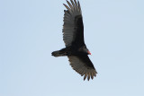 Urubu a tete rouge-3.jpg