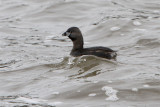 Grebe a bec bigarre-1.jpg