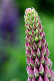 lupine (detail)