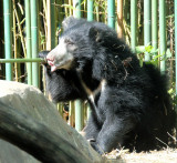 sloth bear