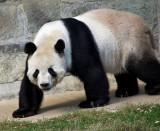 panda bear