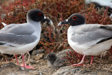 swallowtail gulls