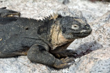 Galapagos land iguana