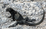 marine iguana