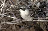 Galapagos mockingbird