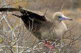 red footed booby