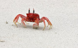 painted ghost crab