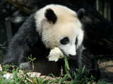 panda bear cub