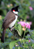 red whiskered bulbul