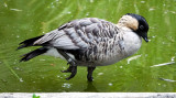 Hawaiian goose, Nene