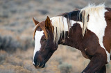 2014-11-05 D810 horses_0134.jpg