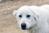 2014-12-12 sheep dogs_0281.jpg