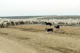 2014-12-12 sheep dogs_0302.jpg