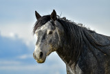 DSC_1005.jpg