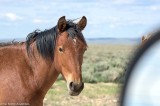 20160531_5016 copy.jpg