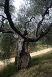 olives4_w.jpg