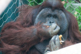 20140218 Orangutan