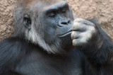 20140218 Gorilla