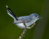 BLUE-GRAY GNATCATCHER