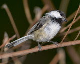 BLACK-CAPPED CHICKADEE