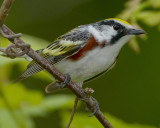 CHESTNUT-SIDED WARBLER