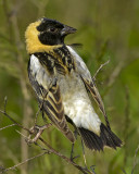 BOBOLINK