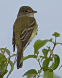 WILLOW FLYCATCHER