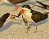 BLACK SKIMMER