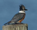 BELTED KINGFISHER ♀