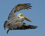 BROWN PELICAN