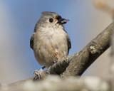 TUFTED TITMOUSE