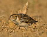 LAPLAND LONGSPUR