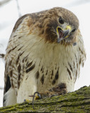 RED-TAILED HAWK