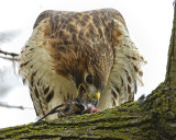 RED-TAILED HAWK