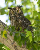 GREAT HORNED OWL