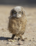 GREAT HORNED OWL