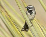 BLACK-THROATED SPARROW