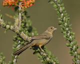 CANYON TOWHEE