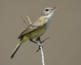 BELLS VIREO